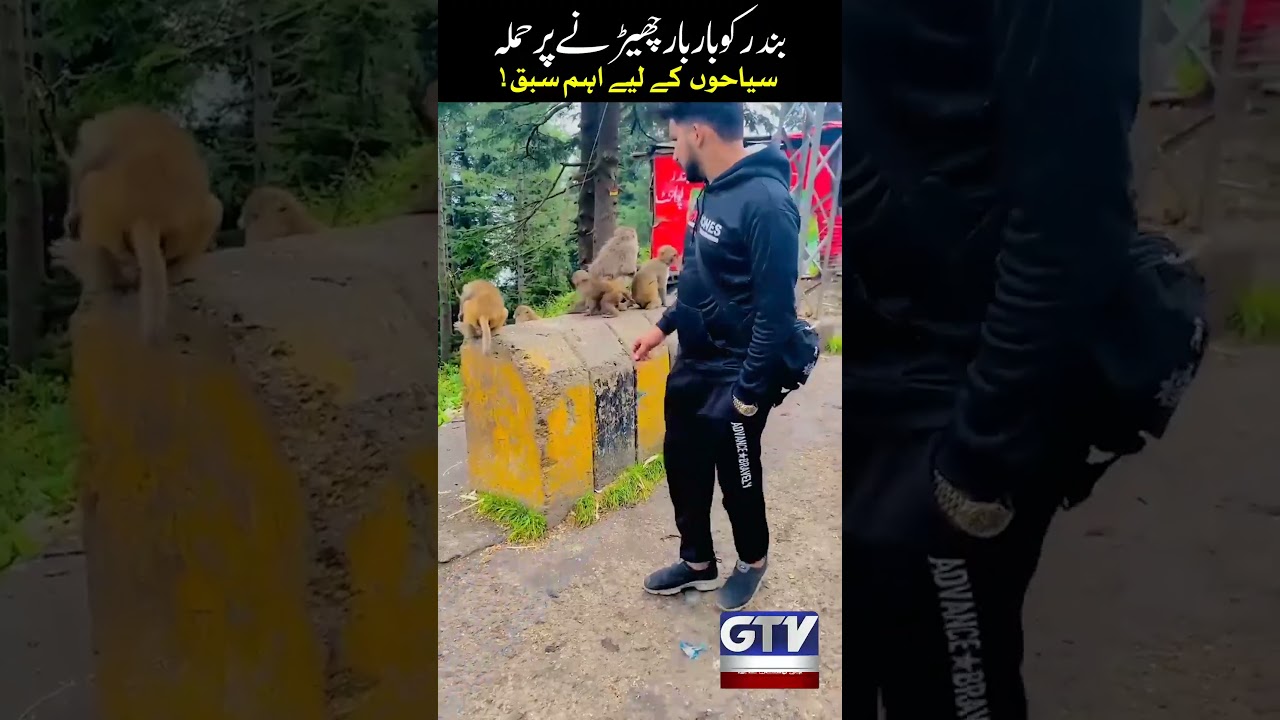 Monkey Attack Incident | Important Safety Lesson for Visitors | GTV News
