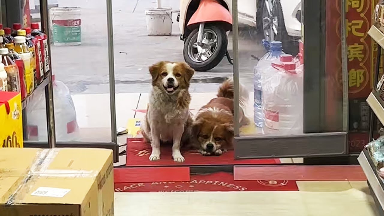 Бездомная пара собак отдала мне своего единственного щенка