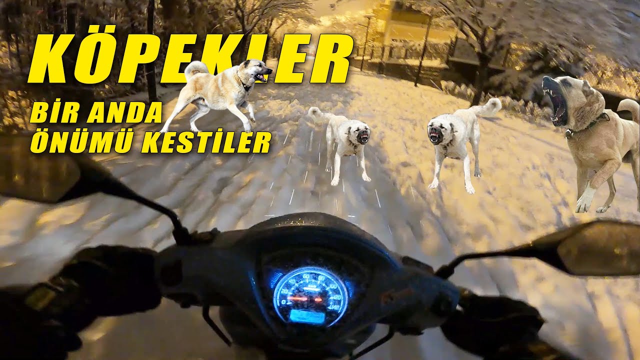 Sokak Köpekleri önümü kesti | Karda Motosiklet sürmek | Kolaçan