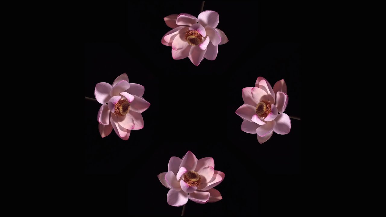 Blooming Flowers - Pyramid Hologram Screen Down