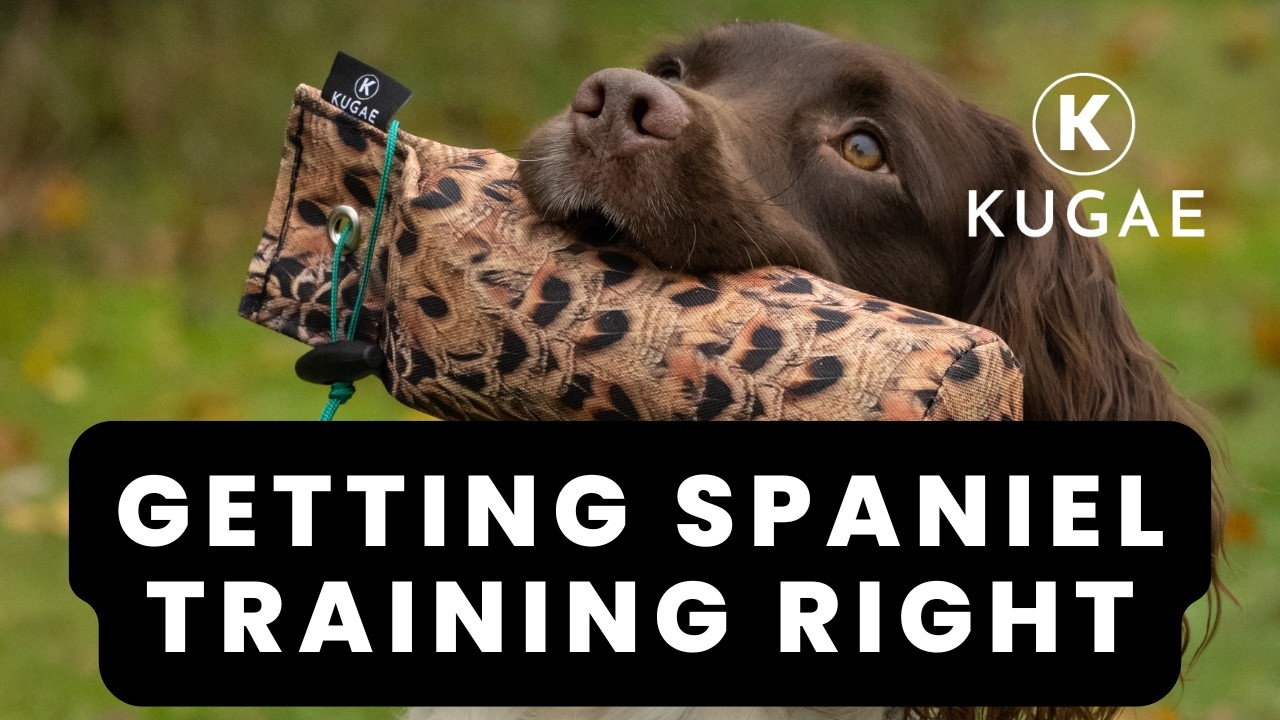 How to Train a Springer Spaniel and Have Fun Along The Way!