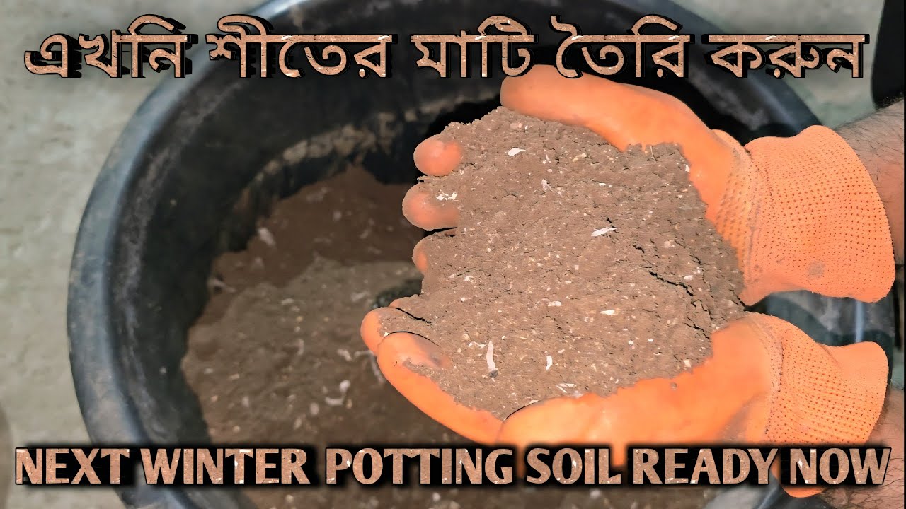 🔴আগামী বছরের শীতের মাটি তৈরি করুন এখনি / Potting mix ready now for next year Winter 