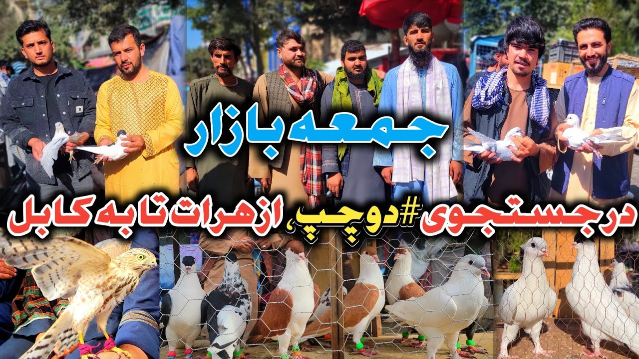 سود و زیان شوق|خریدار سرجمع 40.000 هزار افغانی|جمعه بازار |از هرات تا به کابل، درجستجوی #دوچپ|آسمایی