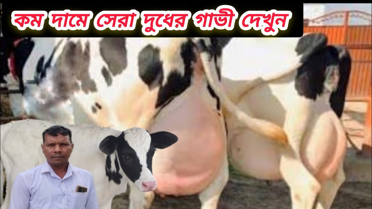 @আজ ২০/১/২০২৬/ সীমিত দামে ২০-২৫ লিটার দুধের গাভী দেখুন। 