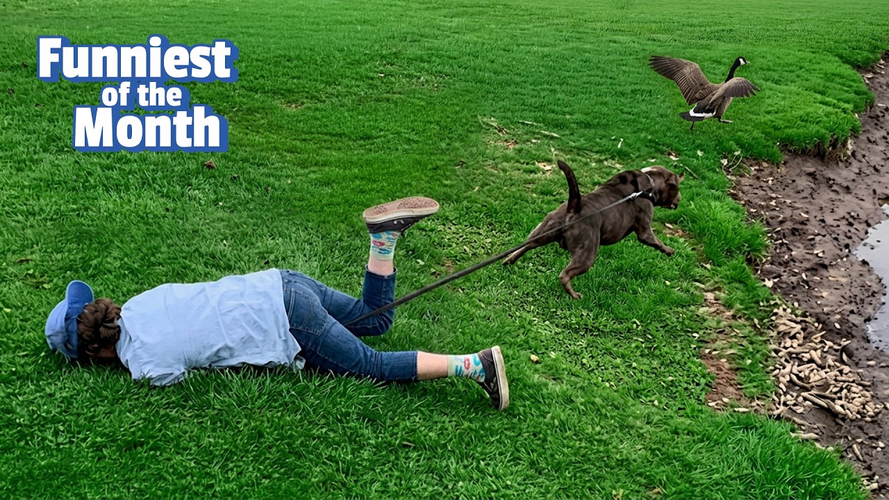 HILARIOUS Animals You Missed This Month! 🤩 Which Was FUNNIEST?? 😹