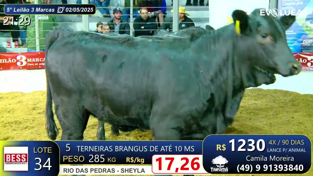 lote 34 - 3 Marcas