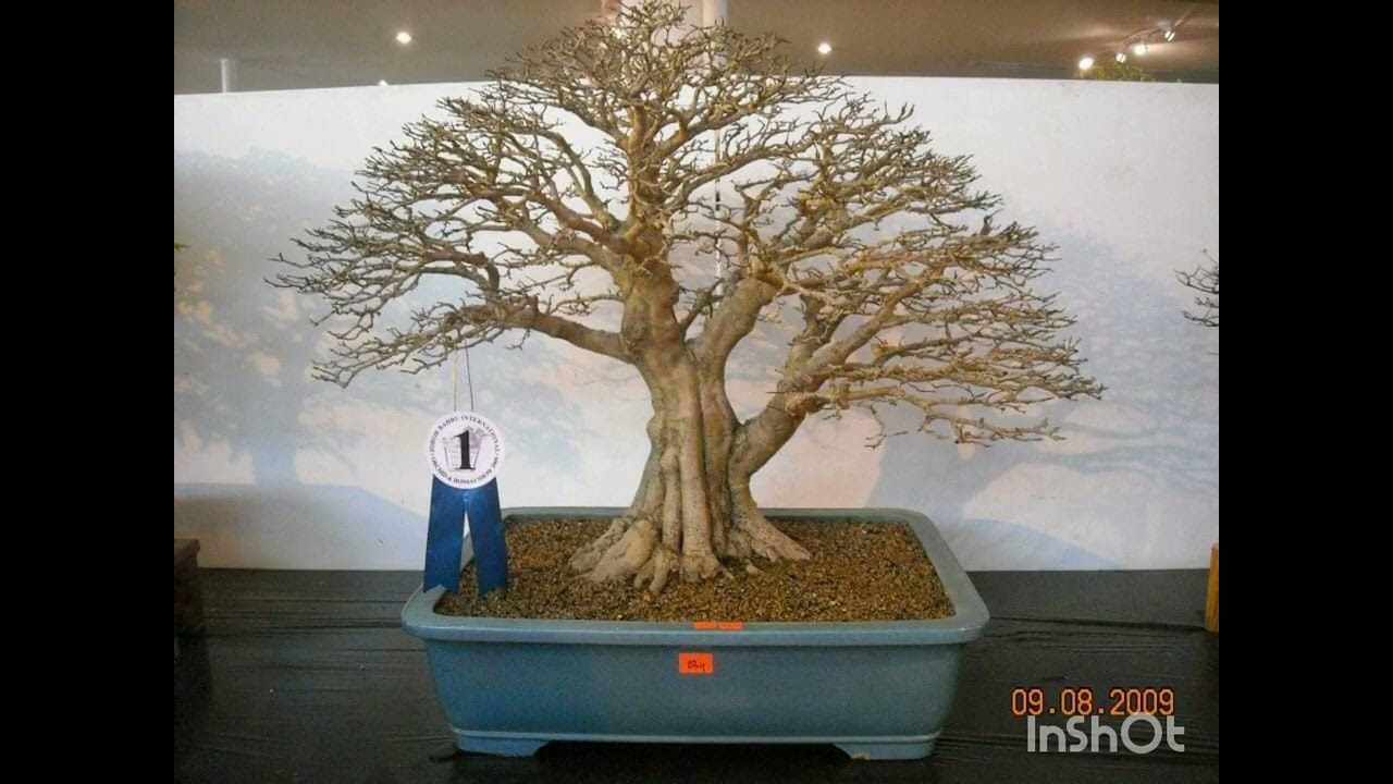 50 kumpulan bonsai terbaik