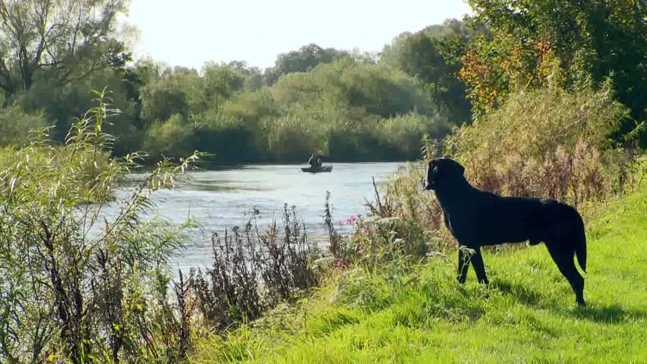 Fishing for Salmon on the River Tweed - Fishing TV