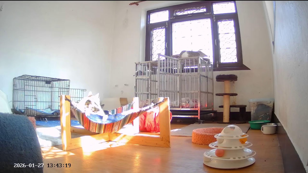 Live with Special Needs Kitties | Whisker House