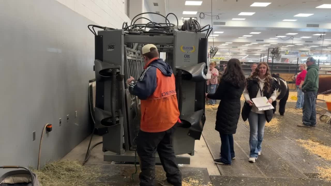 Weighing cows at the stock show