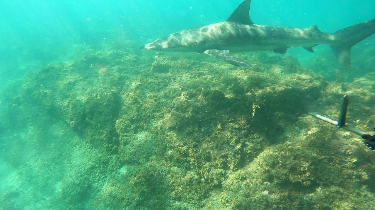 Too Close for Comfort: Shark Investigates Me Twice