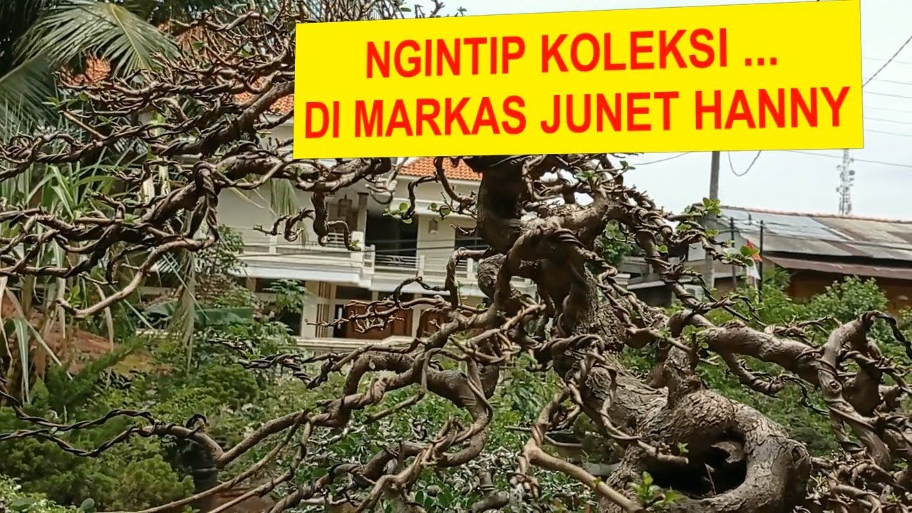 #110 NGINTIP KOLEKSI DI MARKAS BONSAI JUNET HANNY