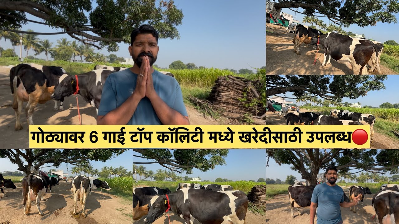 गोठ्यावर 6 गाई टॉप कॉलिटी मध्ये खरेदीसाठी उपलब्ध🔴
