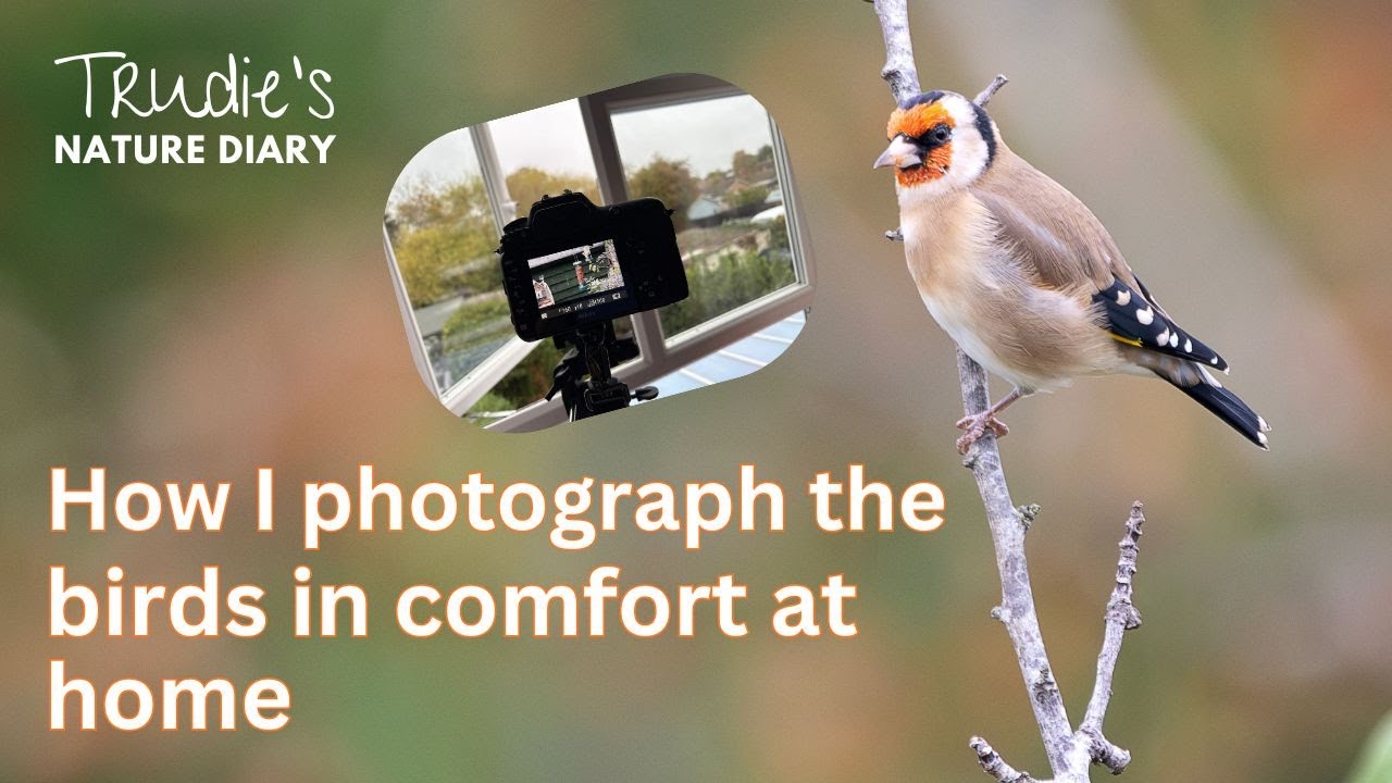 How I watch and photograph the birds at home | Nature Diary