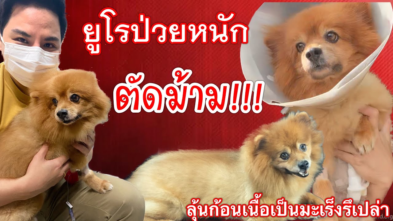 ยูโรป่วยต้องตัดม้าม!!!