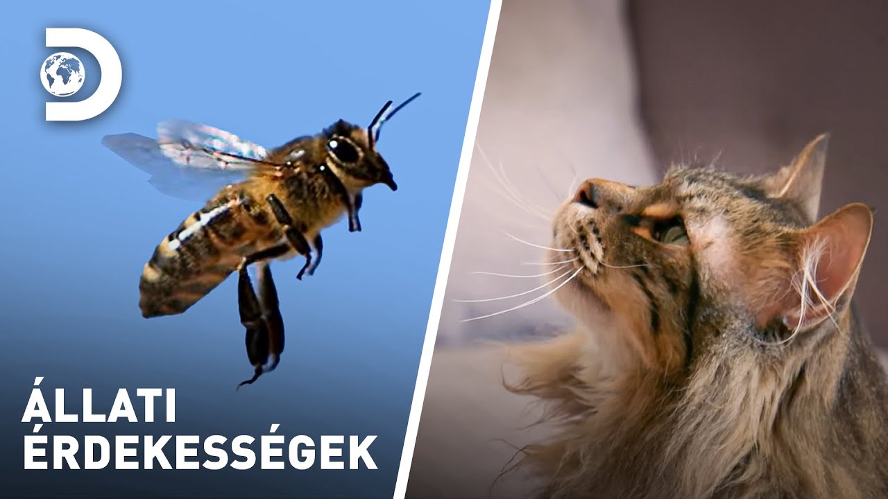 Méhek és macskák | Állati érdekességek