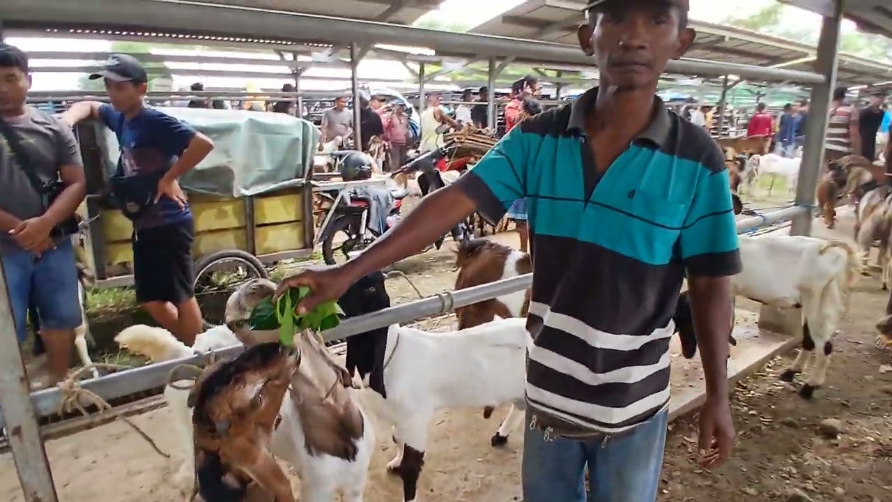 Update pasar paing tulung agung hari ini (25 01 2026) minggu paing * rame pembeli#