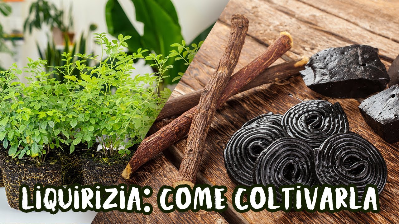 Come coltivare la Liquirizia 😋