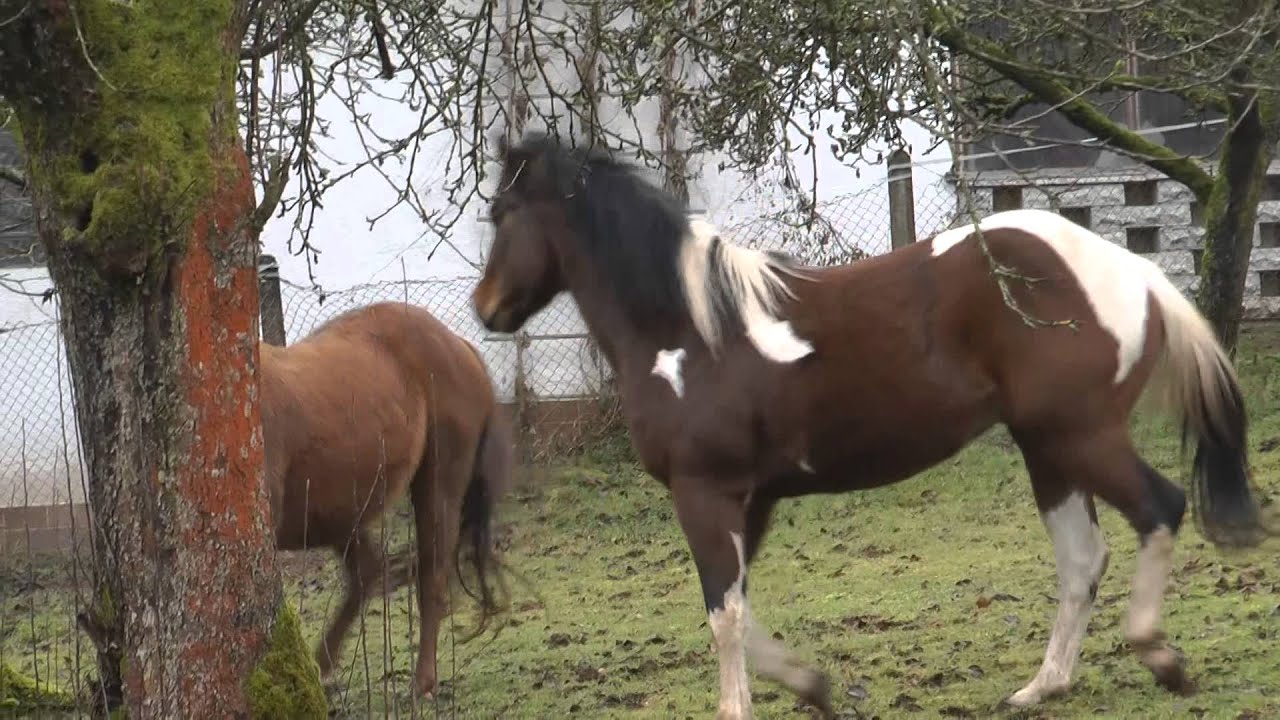 Pferde spielen