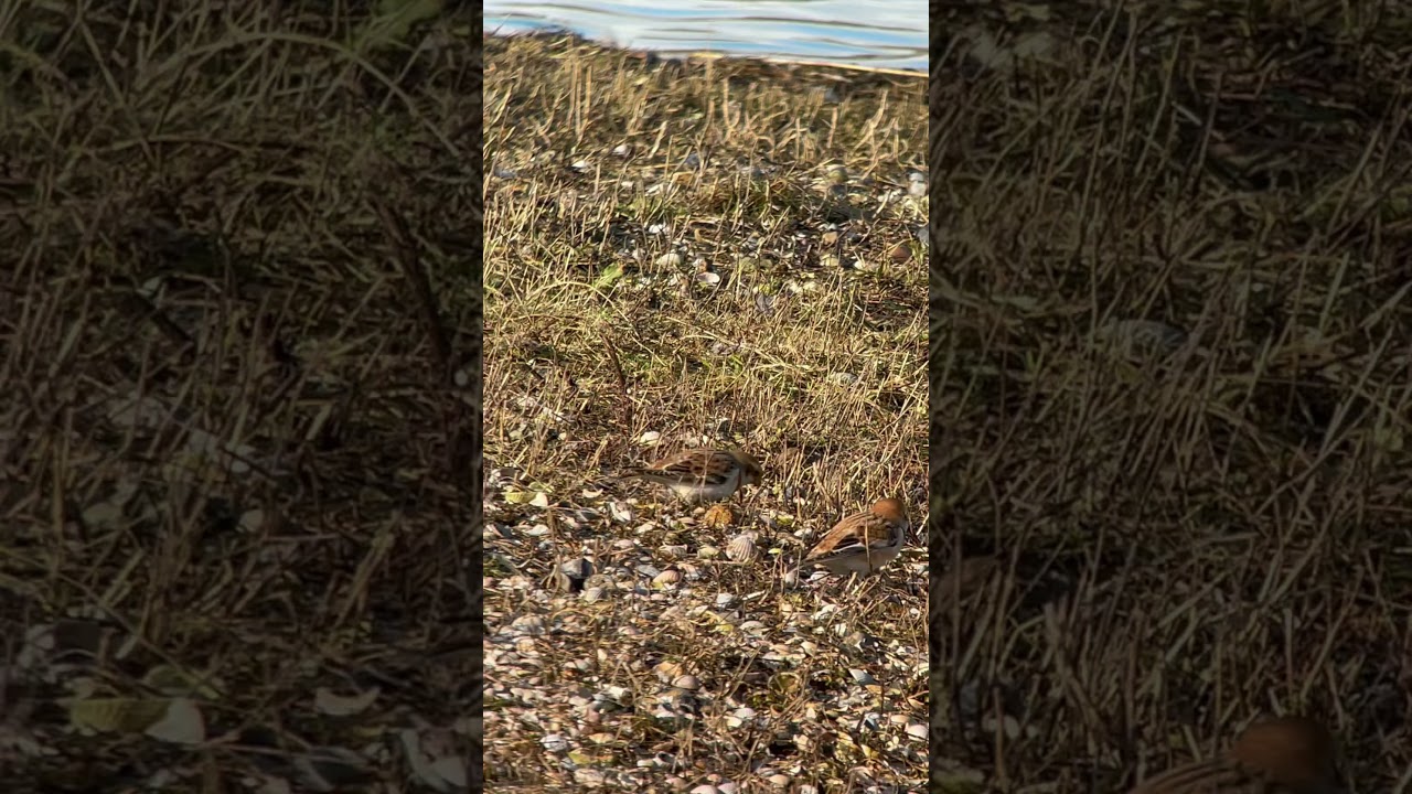 Snow Buntings, Het Wagejot, Texel, 6-1-2022