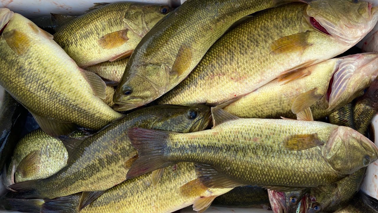 Marsh bass by the MILLIONS! (roughly)