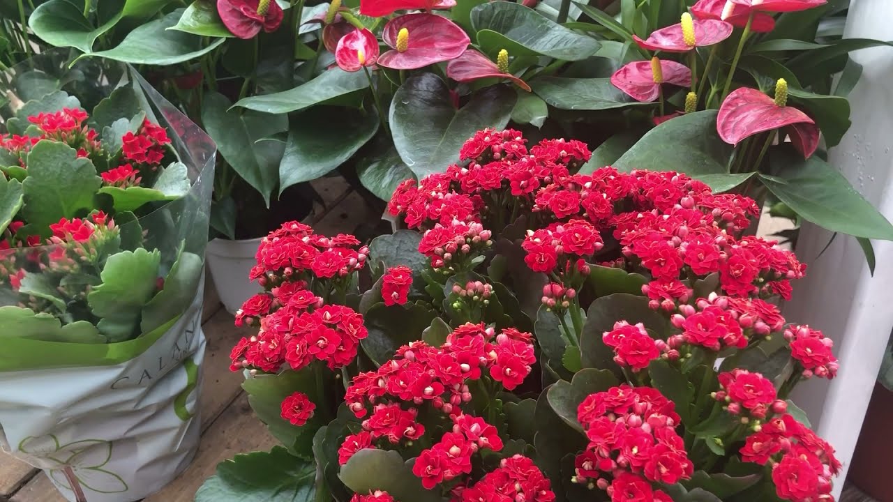 Beautiful Flower 🌺 // Amazing view // garden centre 2021 Uk