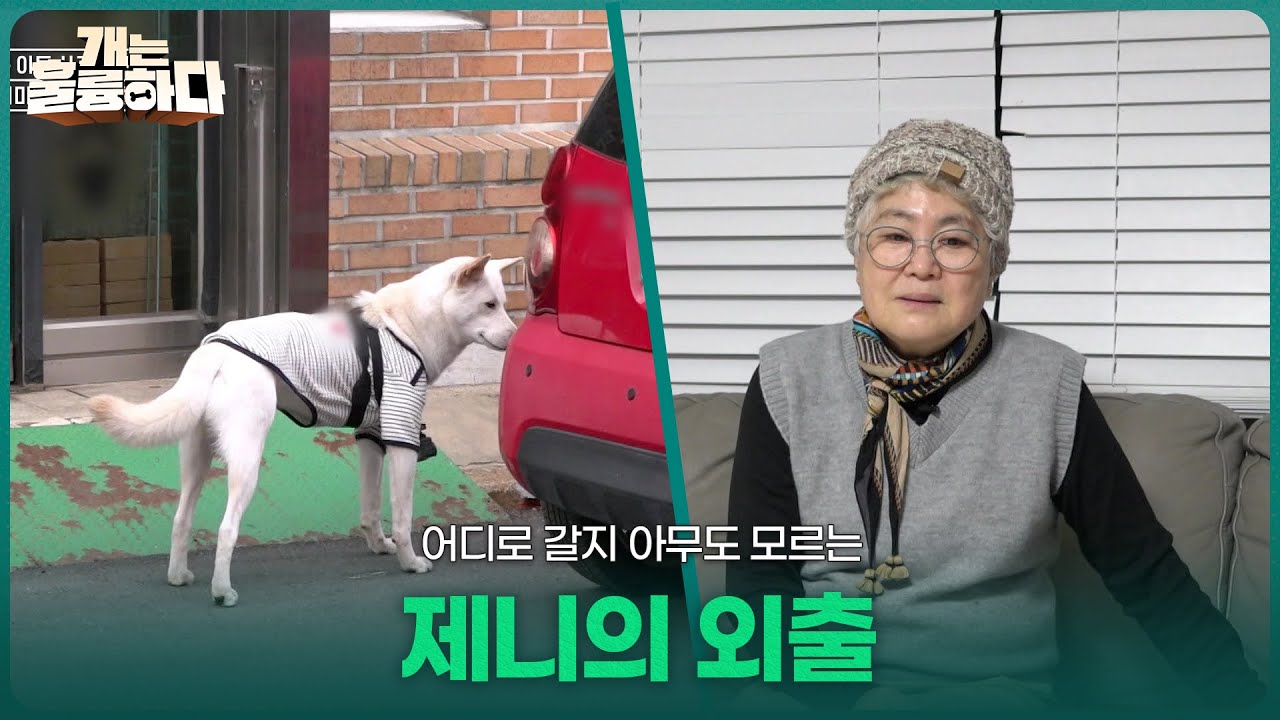 어디로 갈지 아무도 모르는 제니의 외출 [개는 훌륭하다] | KBS 260209 방송
