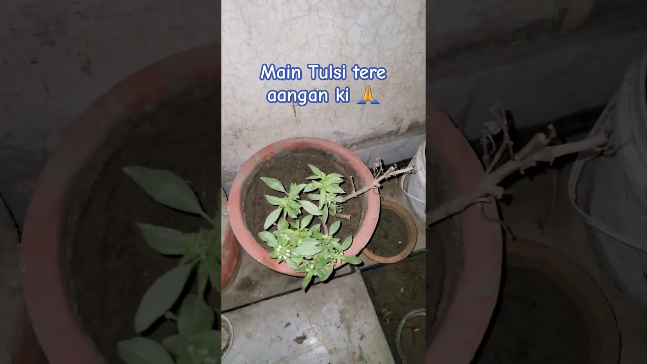 Beyond Botany Tulsi as Worship & Oxygen Source Bridging Spiritual Devotion & Environmental Vitality