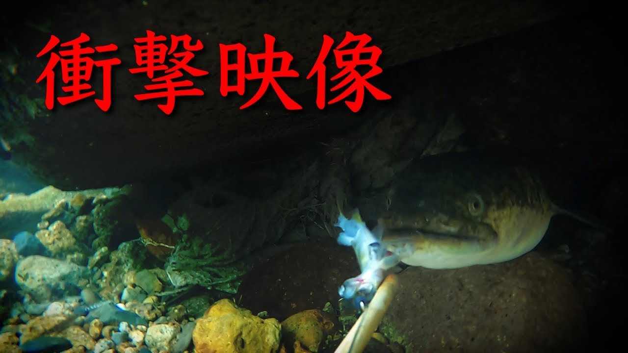 モンスターウナギVS穴釣りレベル１００の男