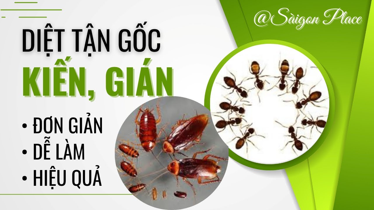Diệt Kiến - Gián Tận Gốc Trong Nhà Đơn Giản - ai cũng làm được @SaigonPlace