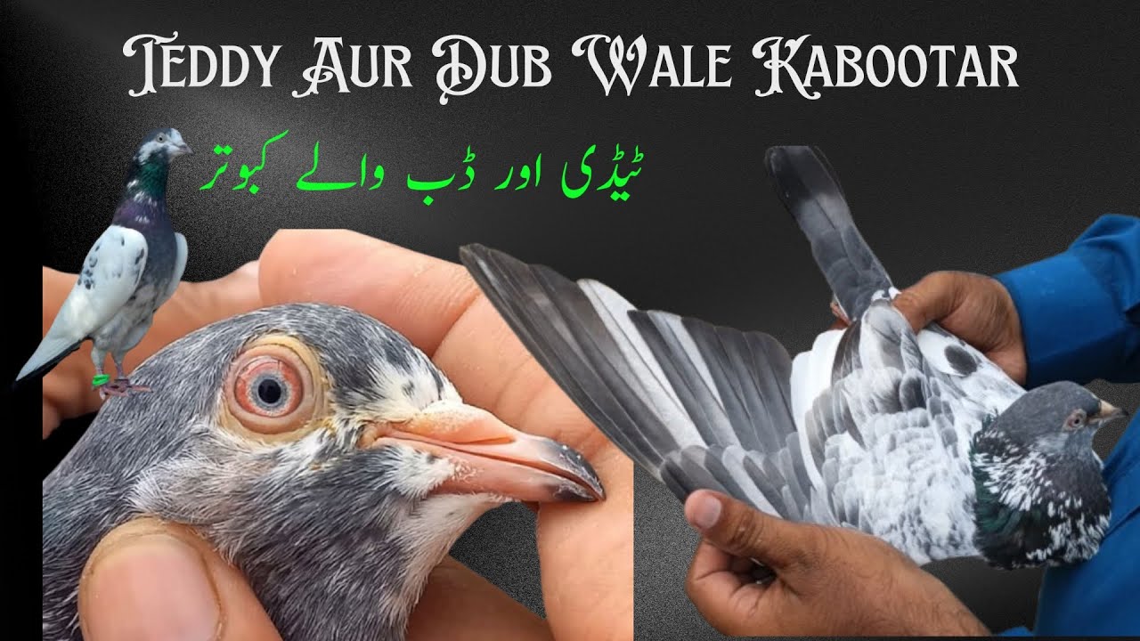 Breeder Kabootar For Sale | Dub Wale Aur Teddy Kabootar