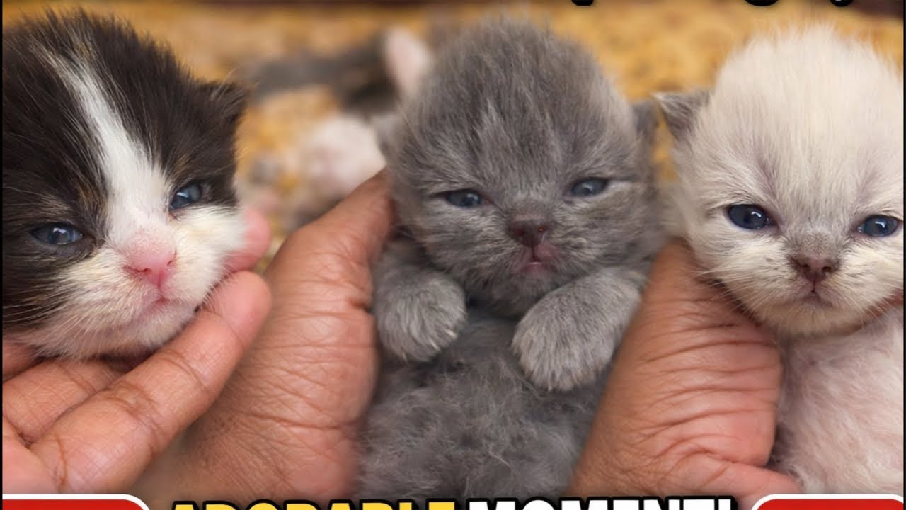 Cute kitten live ❤️🧿[161]#foryou #ytshorts #trending #viralvideo #shortsfeed #shorts #cute #kittens