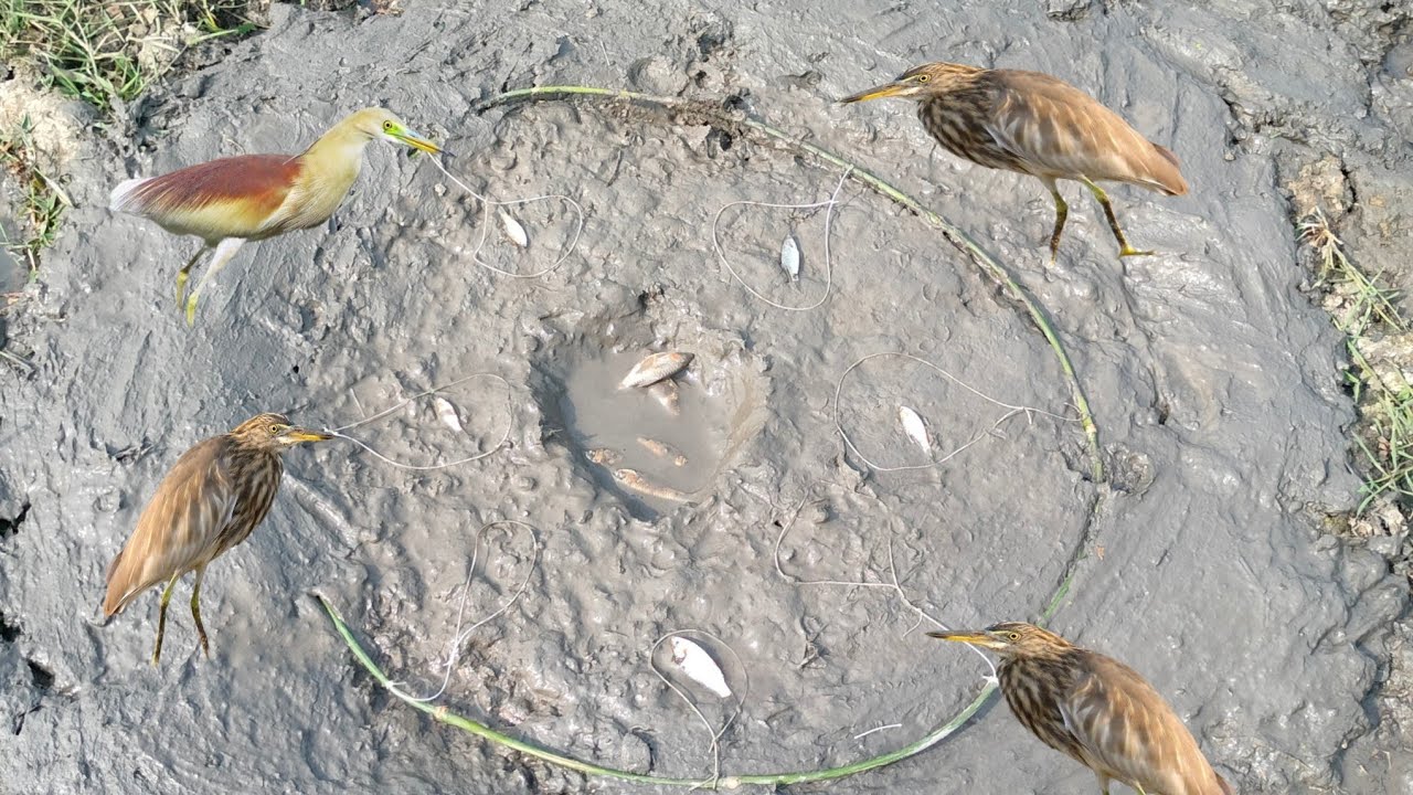 বাশের কইঞ্চা ও সুতা দিয়ে বক ধরার ফাদ তৈরি। New method bird hunting skill.