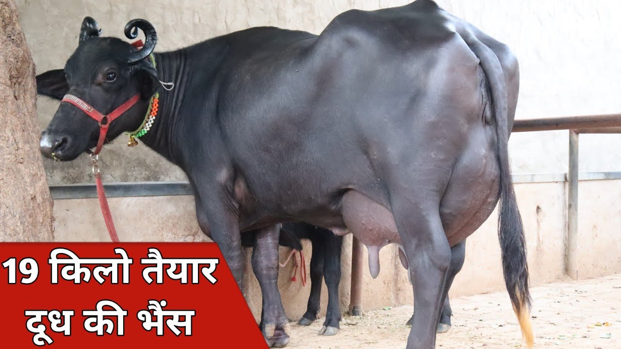 19 किलो तैयार दूध की भैंस और 25 किलो की गाय, बिक्री के लिए उपलब्ध | Anand Yadav (8708412967)