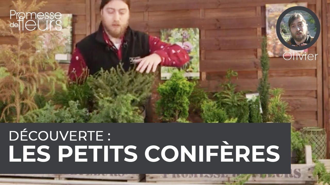 D&eacute;couverte : les petits conif&egrave;res