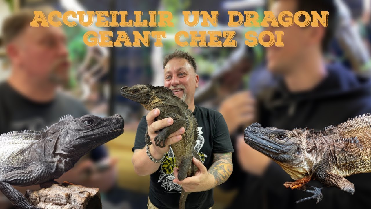 ACCUEILLIR UN DRAGON GEANT CHEZ SOI C'EST POSSIBLE ? 🤔