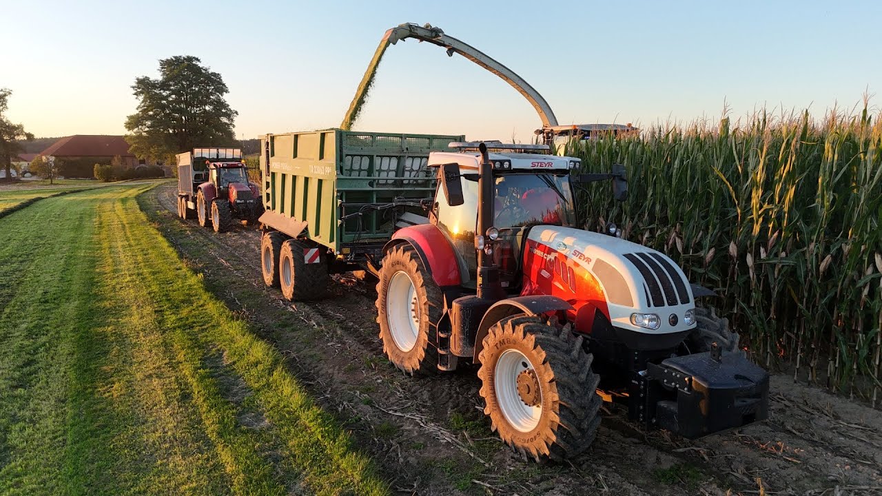 12 Reiher bei der Maisernte 2025 🌽 in Niederösterreich | LU Schuster | Steyr