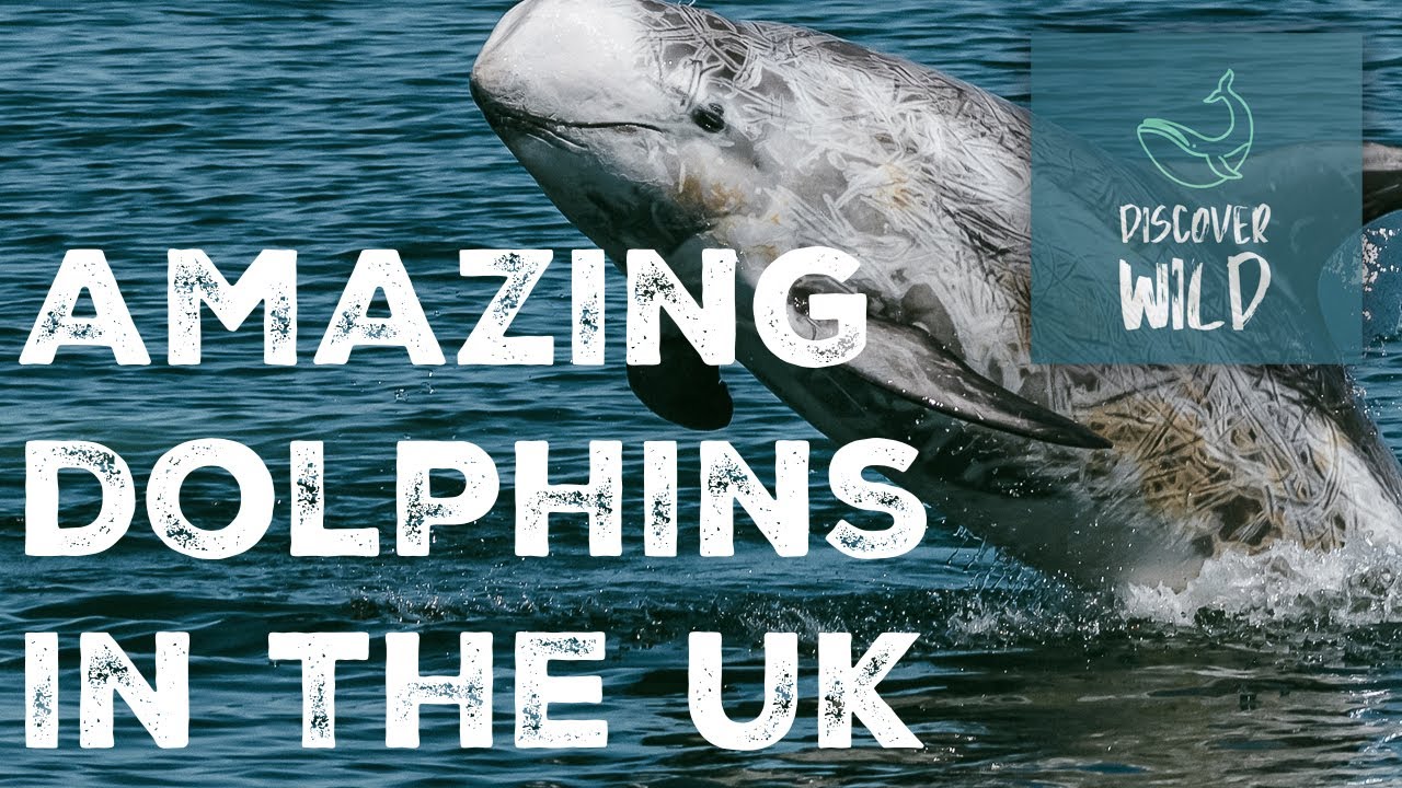 3 Amazing Dolphin Species in the UK! | #NationalMarineWeek