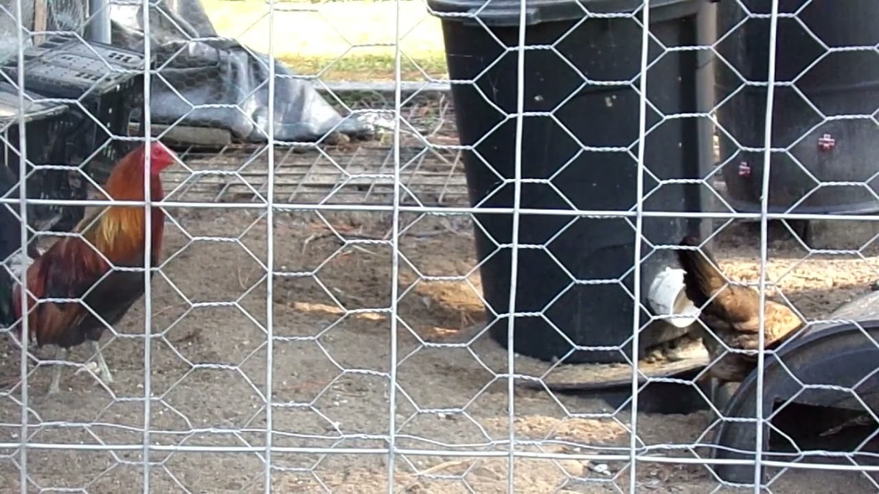 Ruble Hatch gamefowl