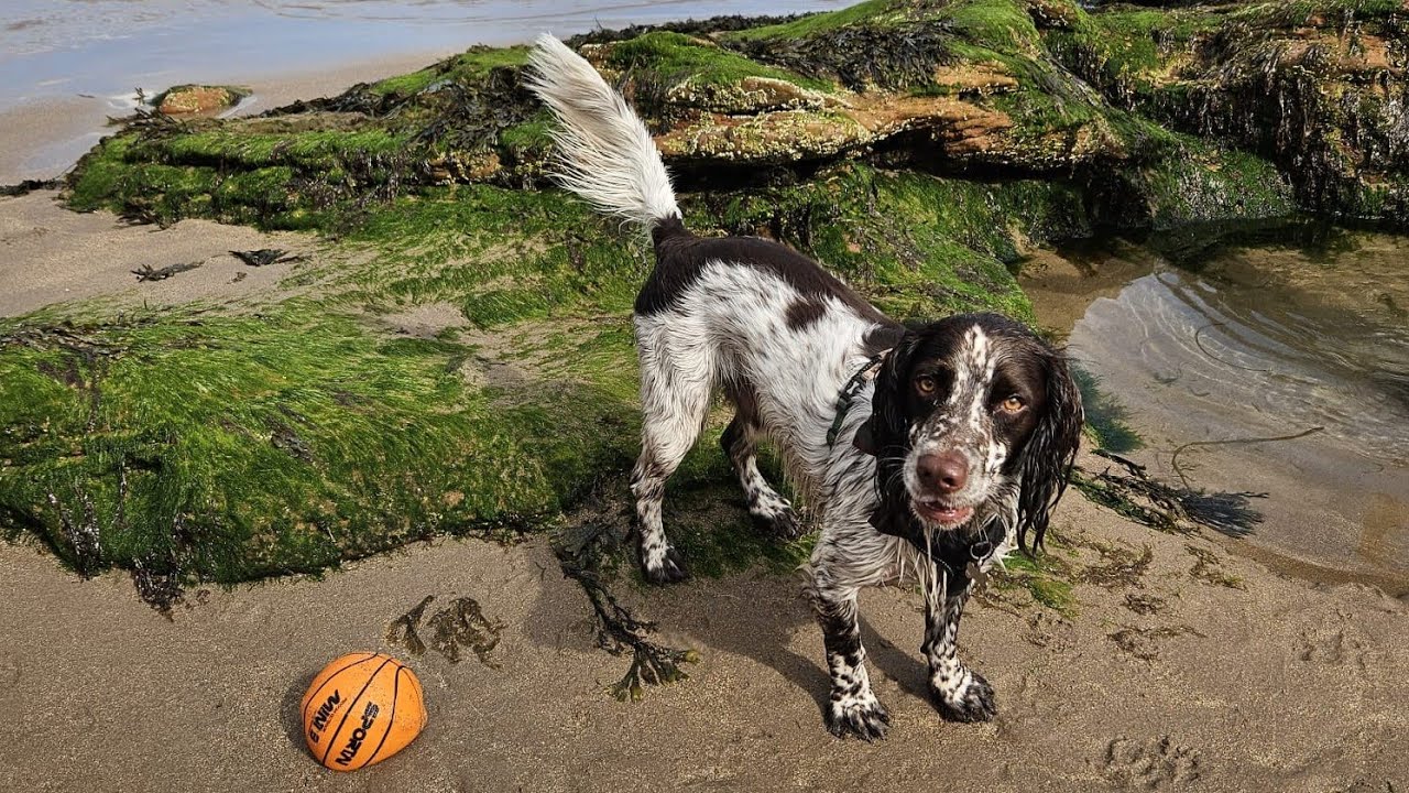 Finn's adventures to Pease Bay, Scottish Borders