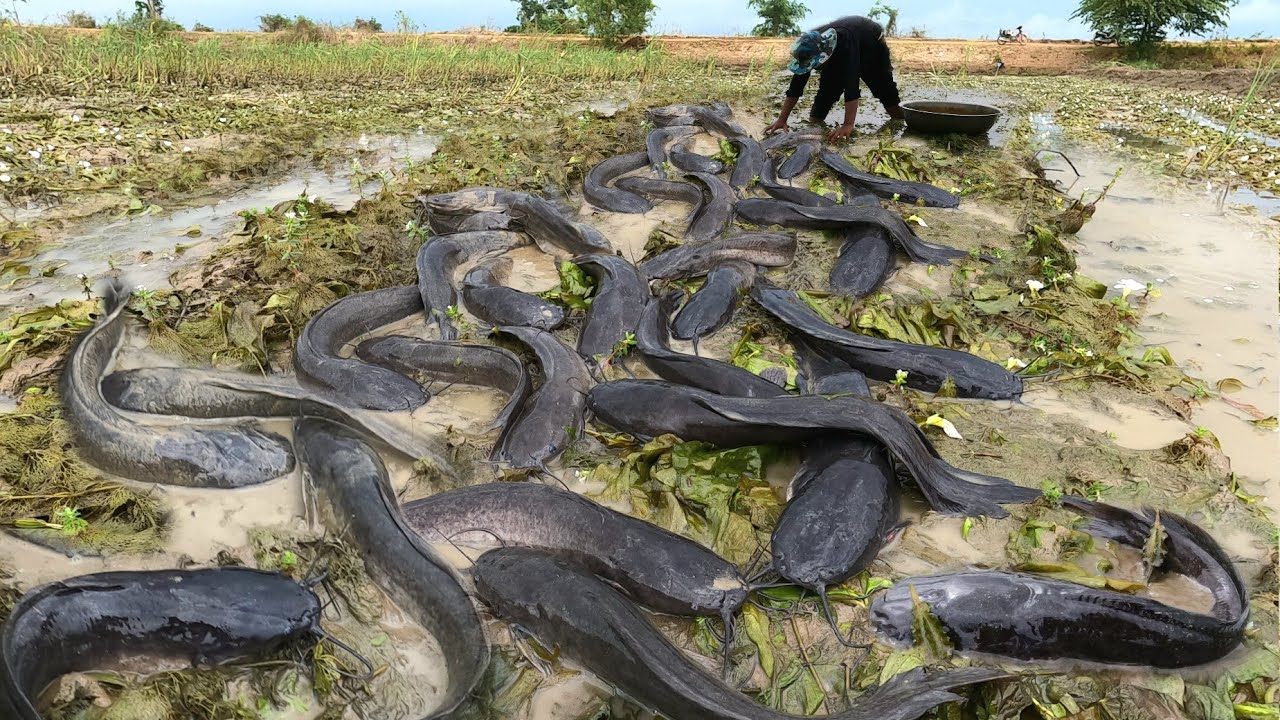 unique  ! Catch a lot of fish in the rice fields near the road.
