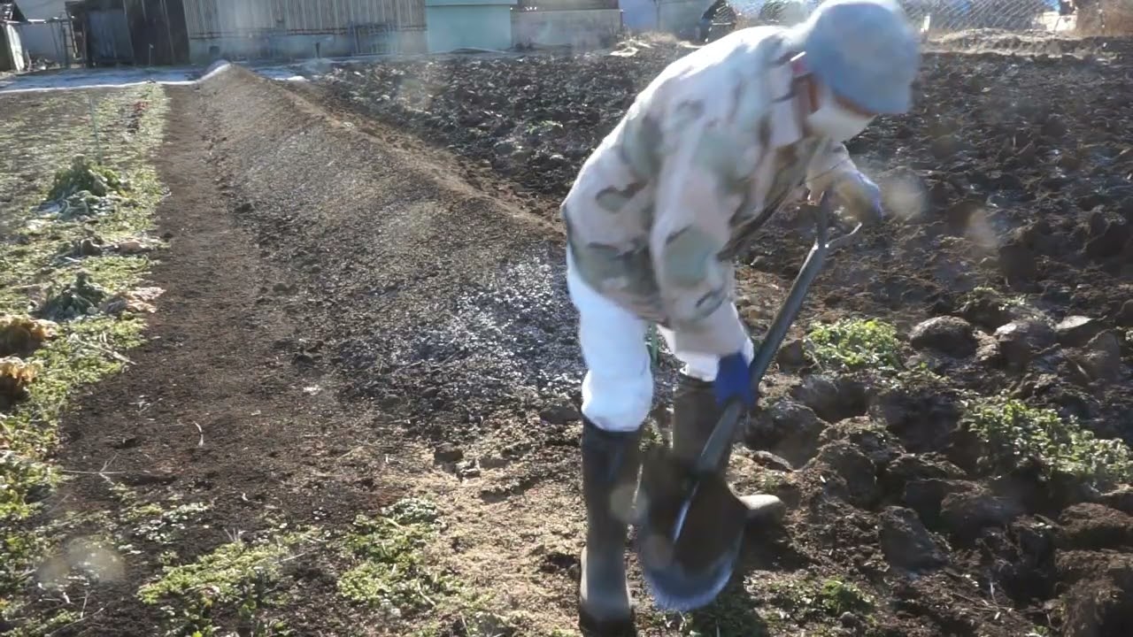 野菜畑　天地返し　寒晒し　30日目　2月12日