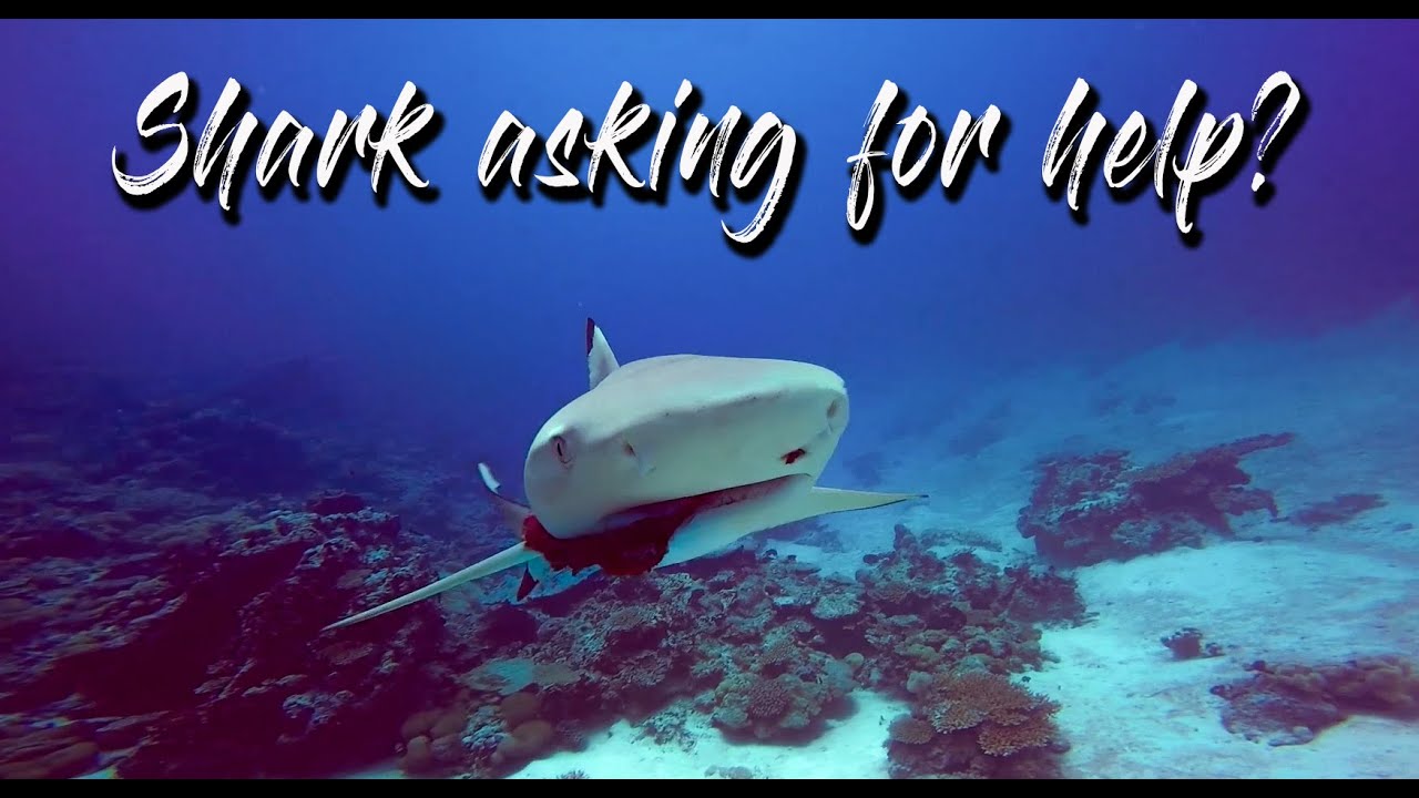Shark asking for help? (Please, read the description for the full story)