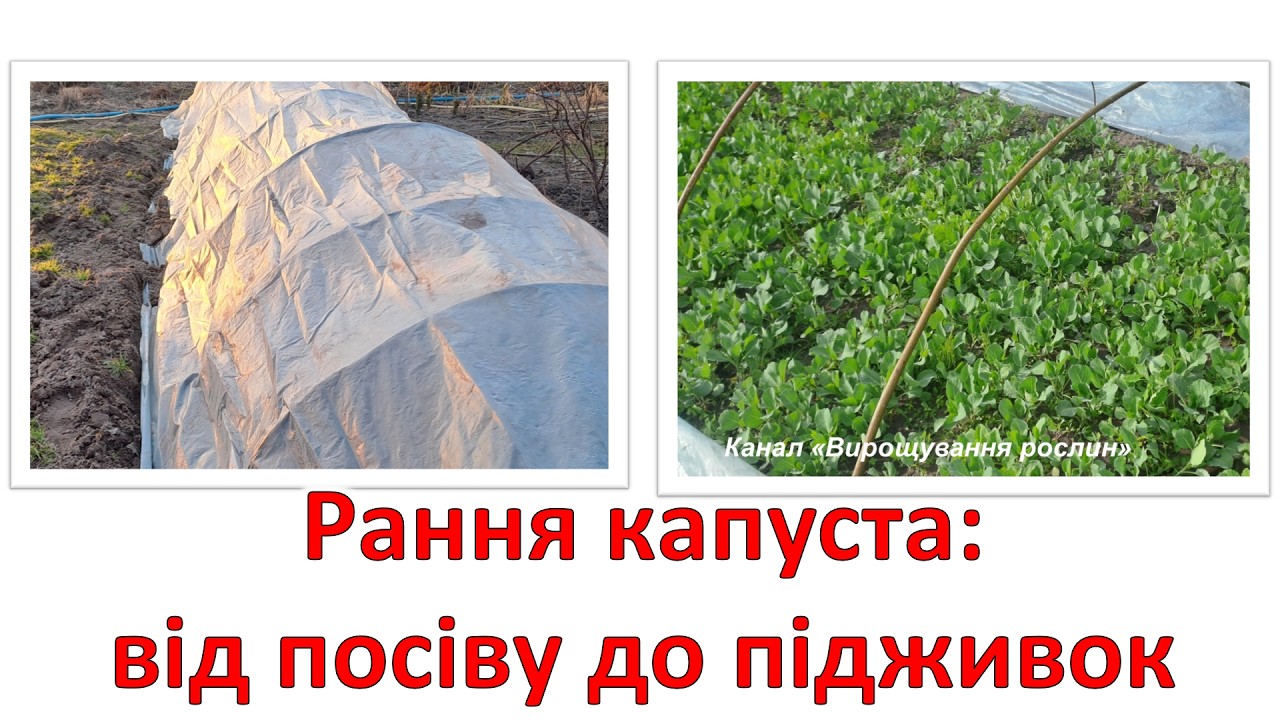Сію ранню капусту в парник 7 березня. Секрети міцної приземкуватої розсади.