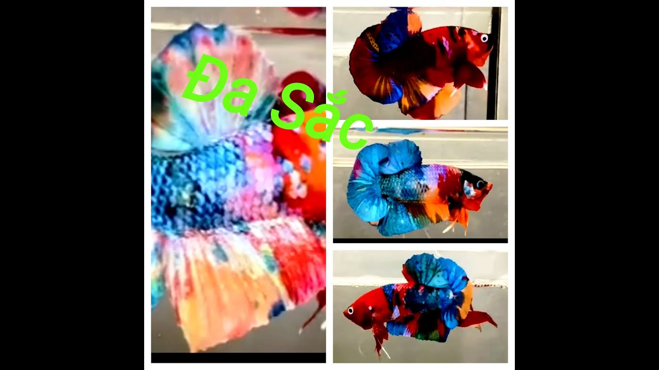 Đợt Cá Betta Koi Multi ngày 29/12/2025