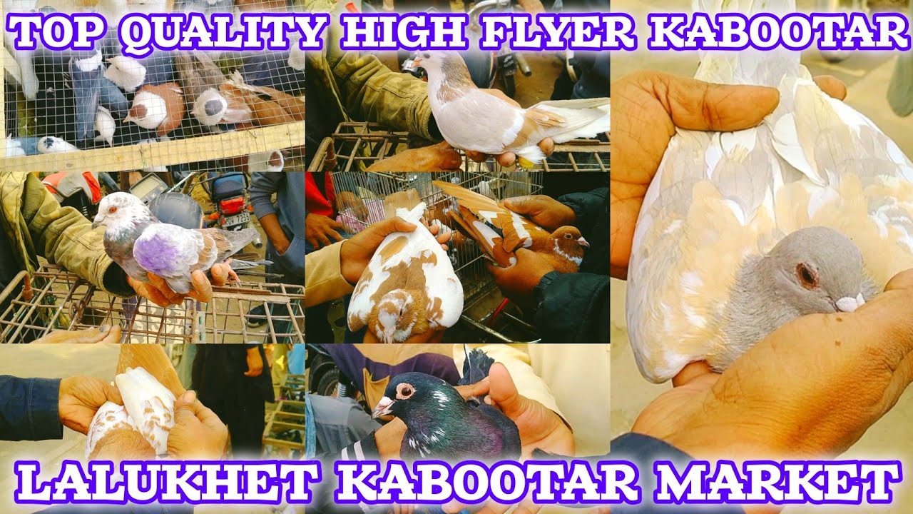 Рынок кабутиков LaluKhet | Кабутики высшего качества High Flyer | Новые цены и обзор лучших экзем...