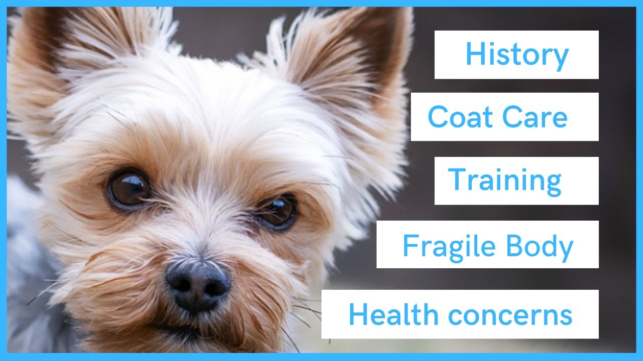 Morkie 101 - A Concise Description of the Mixed Breed