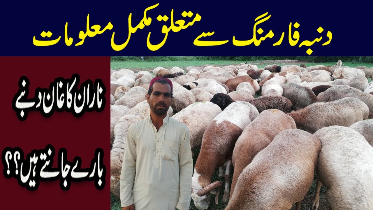 Turkey Dumba Farming In Pakistan | Dumba Farm in Pakistan | Dumba Farming in Pakistan | Qasim Malik