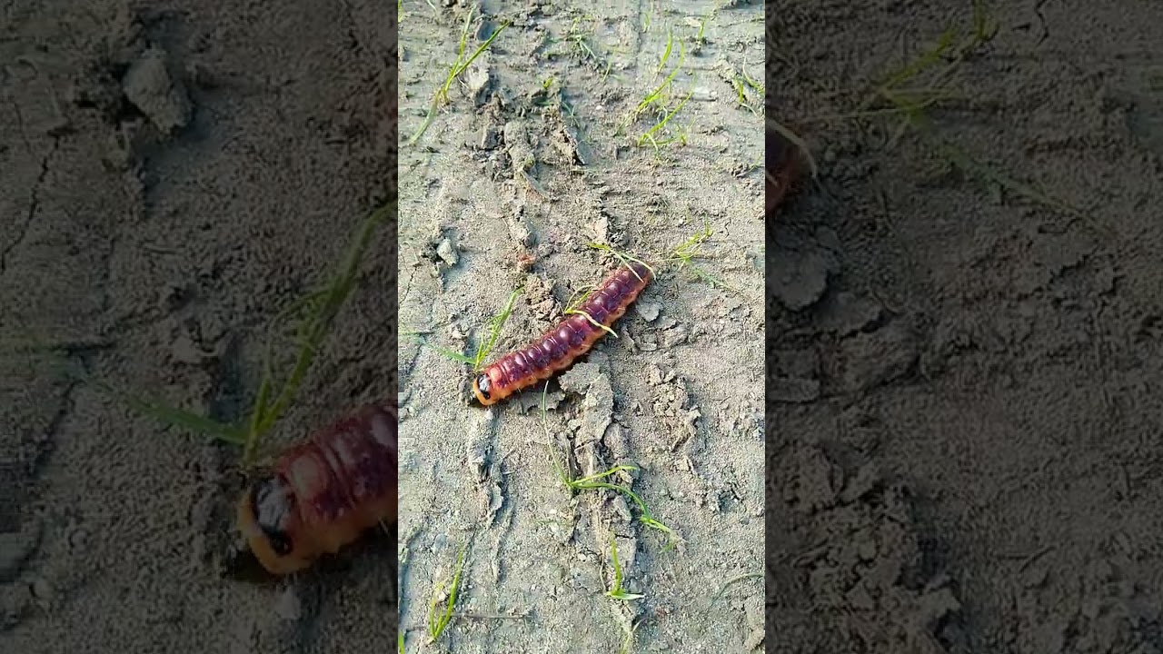 Cossus cossus,,,GOAT MOTH,,,Nagy faront&oacute;lepke herny&oacute;ja...2,,,