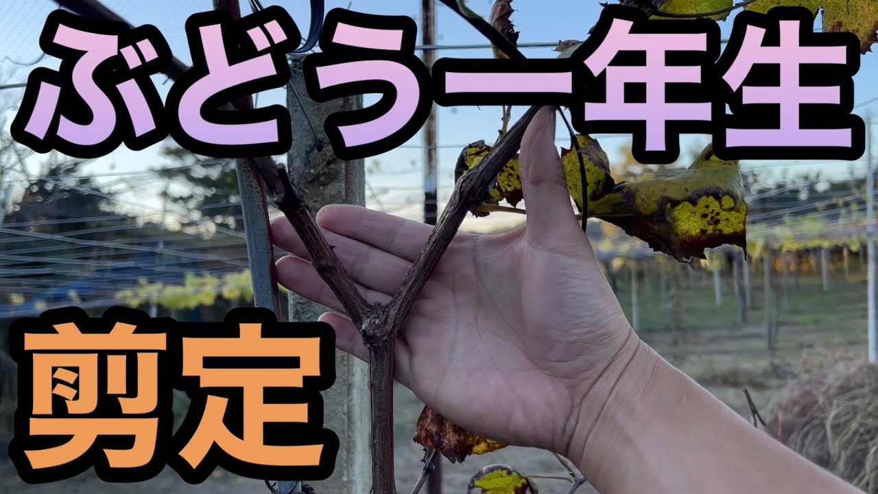 ぶどうの剪定(苗木1年生)〜ここを守ればどんな形でも仕立ては自由〜2022-11-19